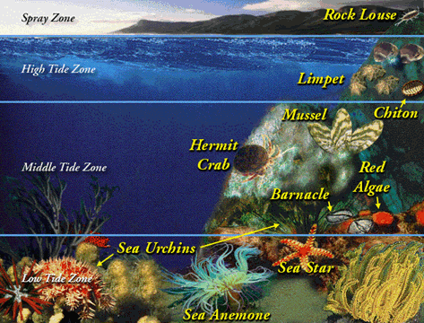 Attack On The Tide Pools The Death Of Sea Stars High And Low Tides Create An Intertidal Zone