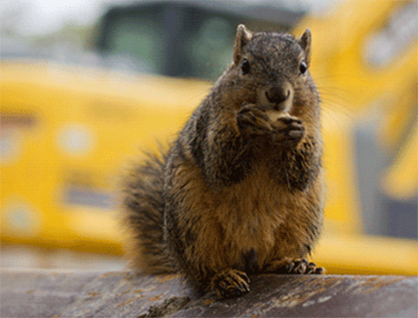 Scourge of squirrels: Gardener seeks balance in onslaught of tomato-craving  rodents