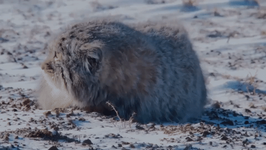 Manul – the Cat that Time Forgot