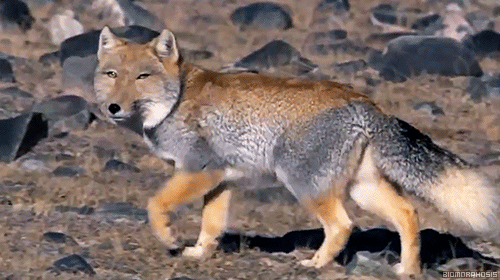 Coyote – Chrispg