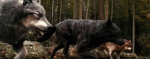 twilight werewolves pack as wolves