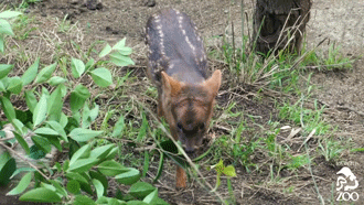 The Earth is Doomed — Meet Haechan the Pudu at the L.A. Zoo born at the...