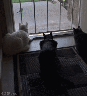 Scared Cat - Señor GIF - Pronounced GIF or JIF?