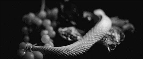 Snake Charmer Gif