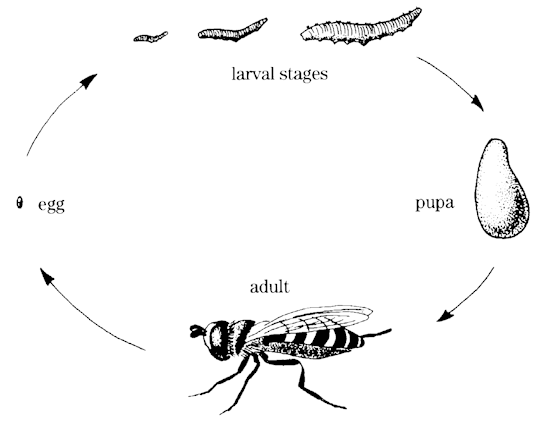 The Life Cycle of Bees