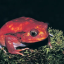 redthefrog