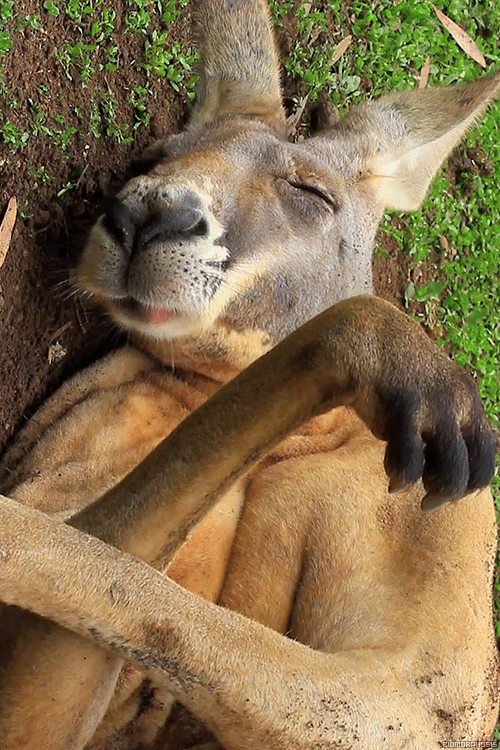 sleeping kangaroo