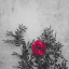 brutalisticrosegarden