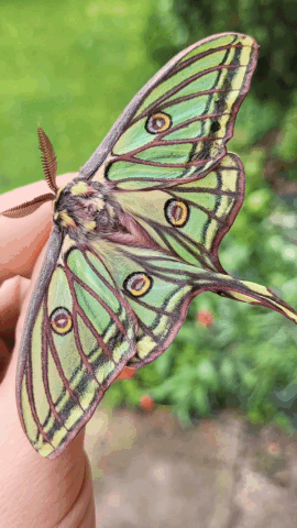 This Spanish moon moth is flaunting his good looks in the handful of days  he has left to live. Unable to eat after emer…