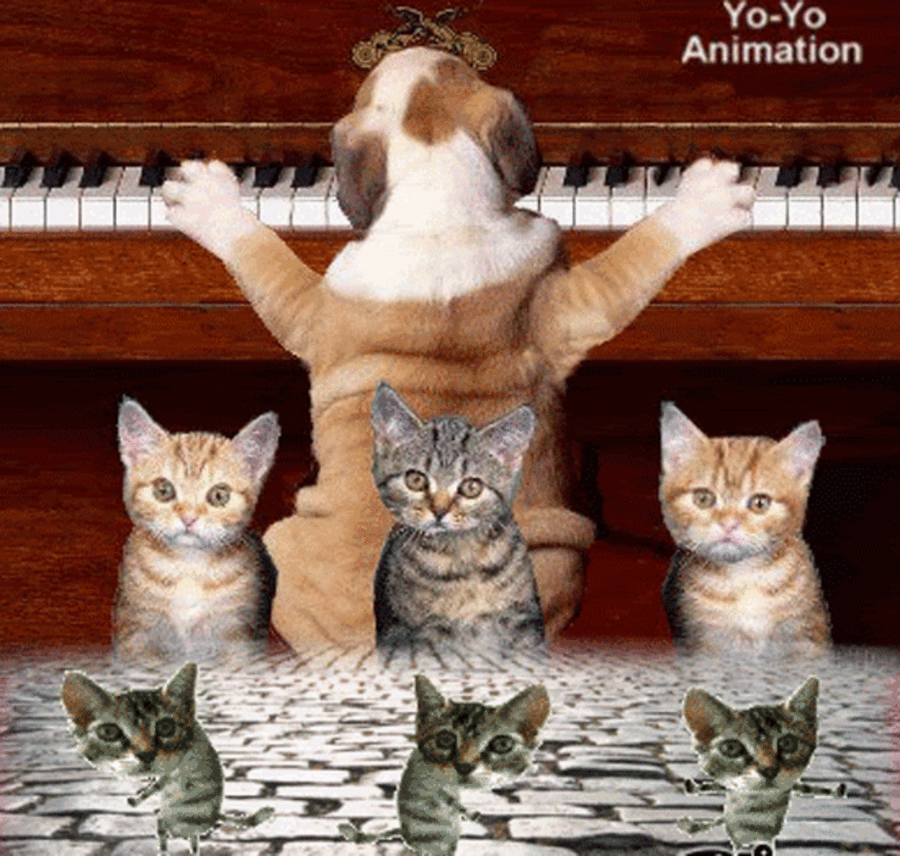 Котята кошки поют. Веселая гифка для поднятия настроения. Поющие животные. Котик поет. Веселые котики для поднятия настроения.