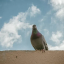 bird-drone