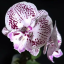 orchid-wilting