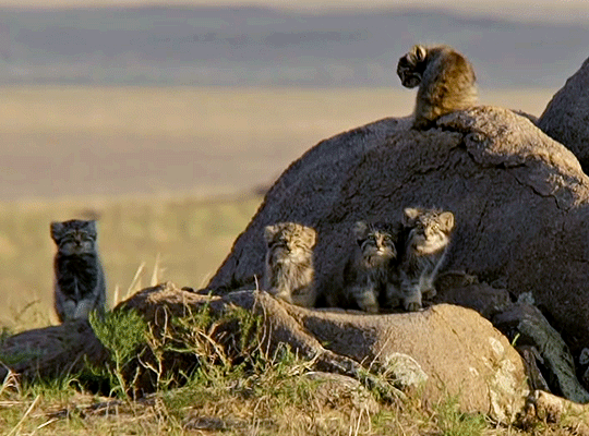 Wildlife Instincts: Pallas's Cat - Master of the Plains