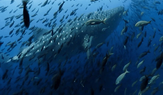 Tracking a rarely seen, endangered 'ninja' shark in the philippines