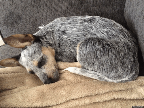 why is jerky bad for a australian cattle dog