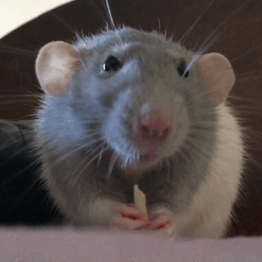 Your rat, hand it over — Louie is Fidget-approved