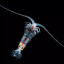 copepods