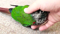 Fat Birds Snuggly Pearly Conure I Just Love This Bird So