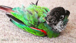 Fat Birds Snuggly Pearly Conure I Just Love This Bird So