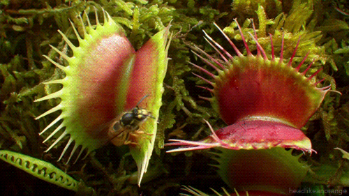 tropical rainforest venus fly trap